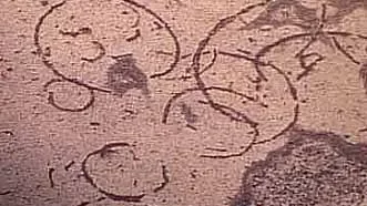 Vanim eukarüoodi kivistis