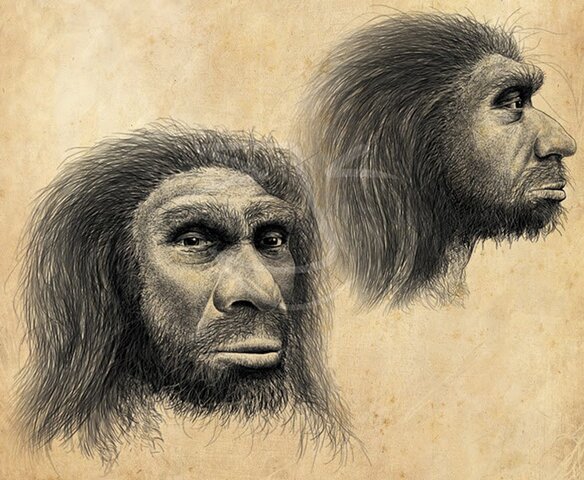 Homo Antecessor y Heidelbergensis