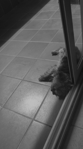 Un nou integrant a la família!