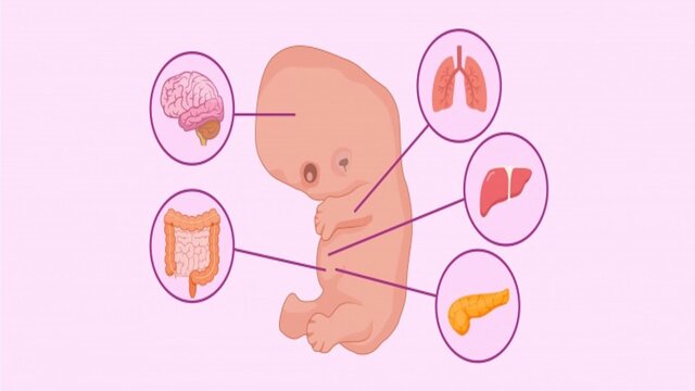 Caracteristicas del desarrollo prenatal