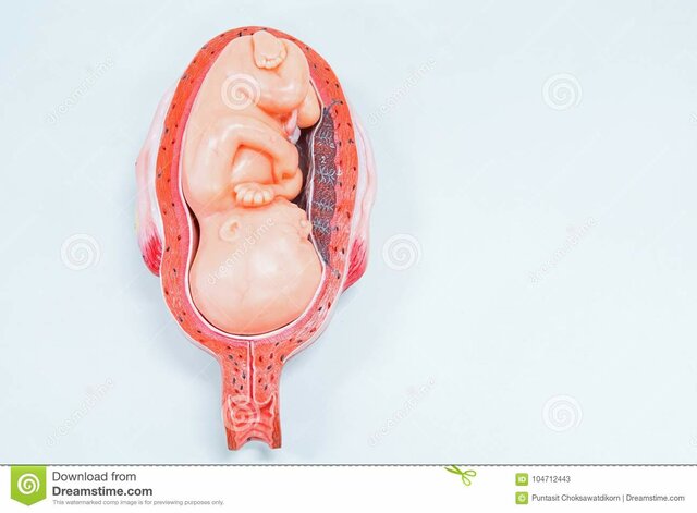 Etapa Perinatal