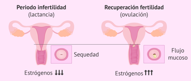 can you get pregnant after giving birth?