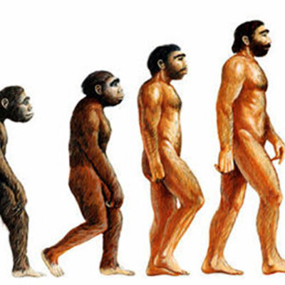 Timeline: Происхождение человека