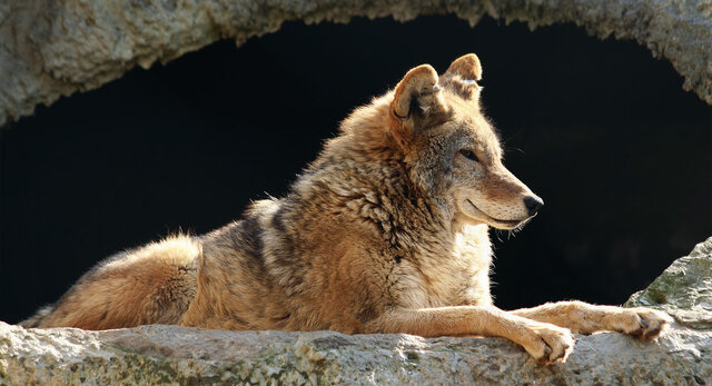 Addomesticamento del cane