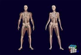 Investigar els diferents entrenaments: