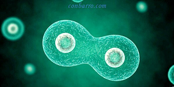 Mitmerakuliste organismide teke