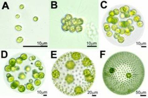 Mitmerakuliste organismide teke