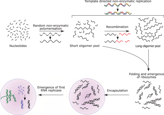 RNA maailma (RNA world) hüpotees
