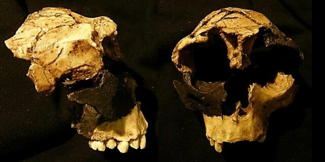 Homo Antecessor y Heidelbergensis