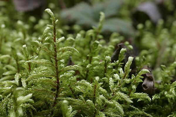 Esimesed maismaataimed