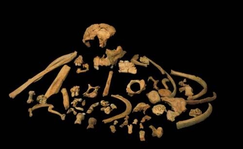 Homo antecesor (encontrado en la gran Dolina de Atapuerca)
