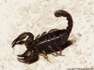 Esimesed maismaaloomad