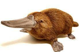 Imetajate lahknemine