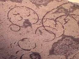 Esimesed eukarüoodid