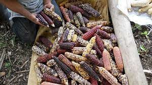 Corn is first cultivated in Mesoamerica.