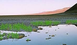 Esimesed maismaataimed