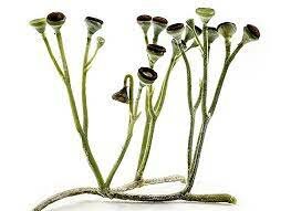 Esimesed maismaataimed