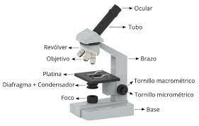 PARTES DEL MICROSCOPIO