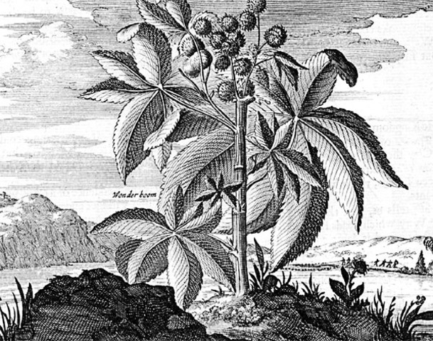 First Record of Sugar in England