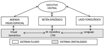 Baddeley (1966)(1974) (1986) Squire, (schacter(1995) Smith y jonides (2000) Squire Modelo integrador- memoria de trabajo