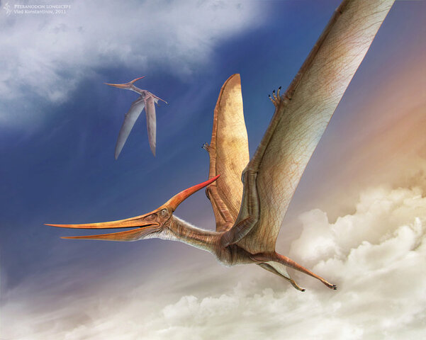 Pteranodon