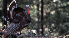 Timeline: Turkey Hunting