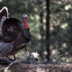 Wild turkey