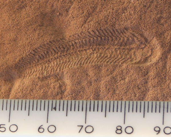 Mitmerakuliste organismide teke