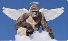 Harambe's death