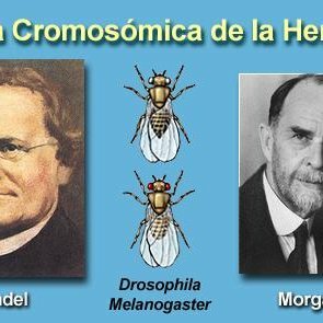 La Teoría de la Herencia Cromosómica