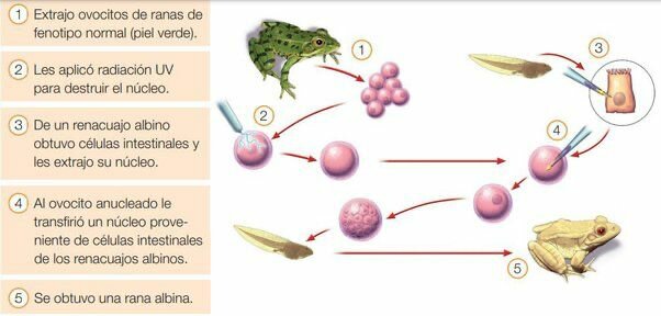 Primer animal clonado