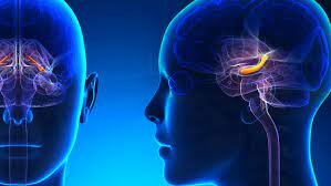 Hipocampo (1996) Cahill y colaboradores