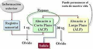 Atkinson y Shiffrin  (1968) Tres almacenes y modelo tradicionalista