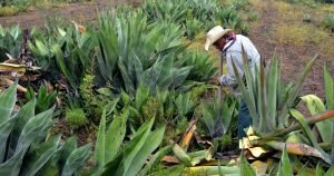 Reforma Agraria de 1992