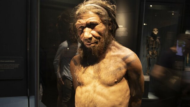 Homo neanderthalis