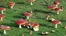 Timeline: 🄷🄸🅂🅃🄾🅁🅈