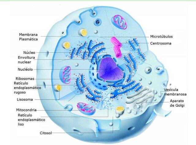 CELULA EUCARIOTA