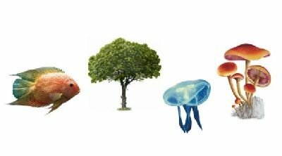 ORGANISMO PLURICELULAR