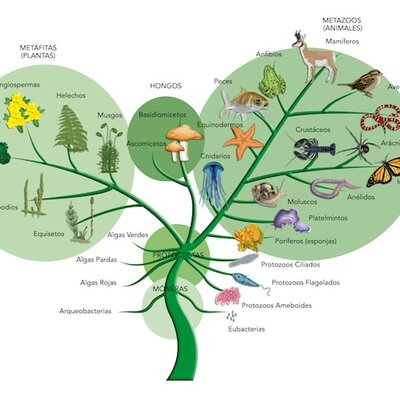 Timeline: Inicios del Planeta Tierra Hasta La Evolución- Wilder Jesid Nuñez