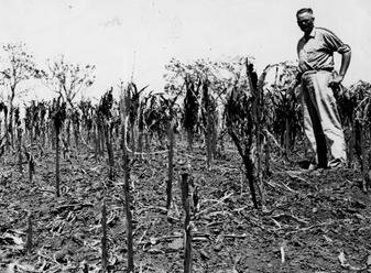 GA History: The Boll Weevil in Georgia