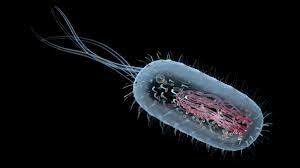 Las células procariotas