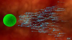 La reproducción sexual