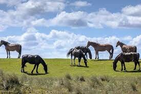 Los animales terrestres