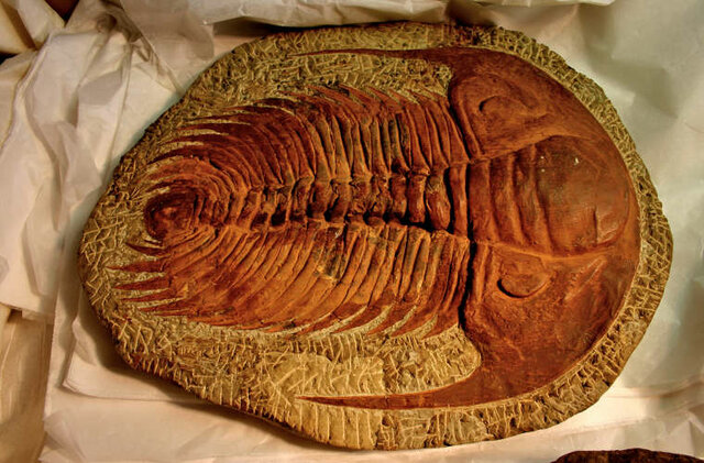 Mitmerakuliste organismide teke