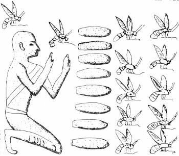 Primera recolección de miel