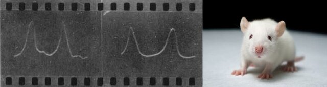 SPIN-LATTICE DE DIFERENTES TEJIDOS