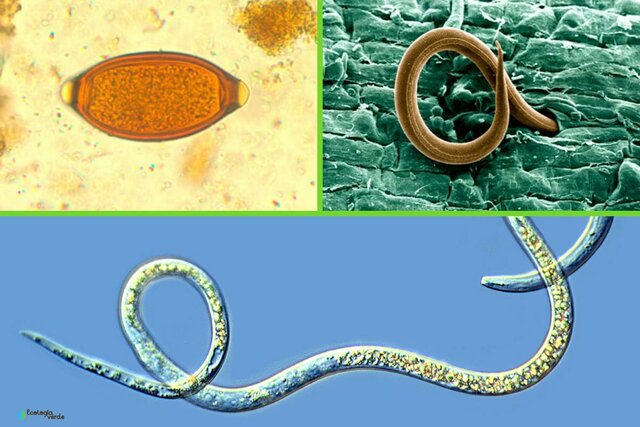 PERÍODO DE LA NEMATOLOGÍA