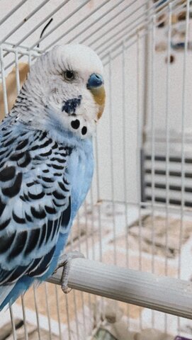 WHEN I BOUGHT MY BIRD