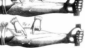 William Harvey works on blood circulation