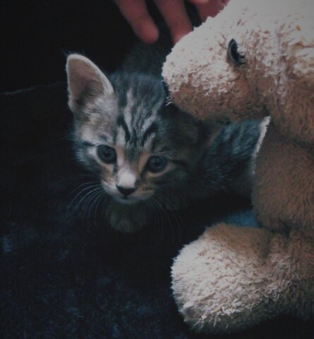 My new pet